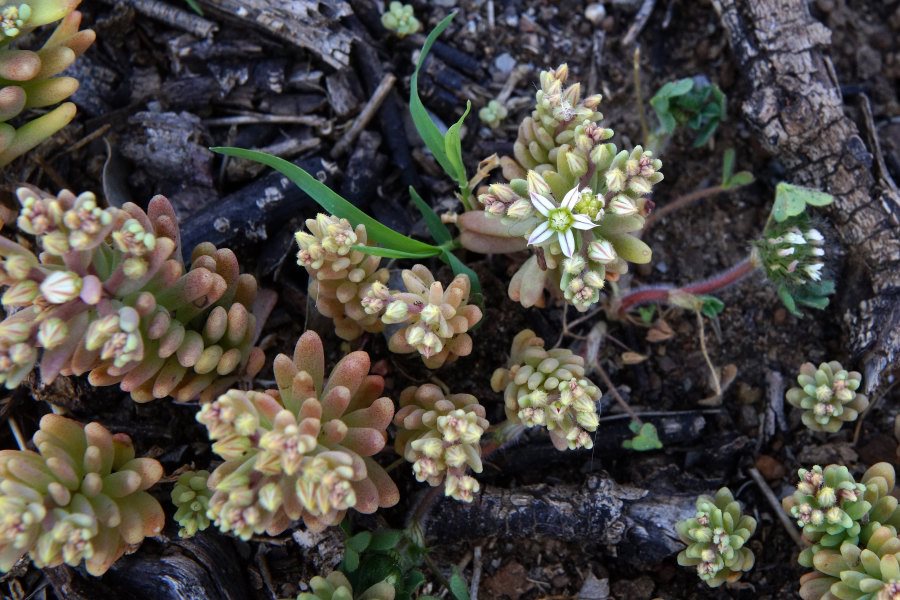 Sedum rubens / Borracina rossa